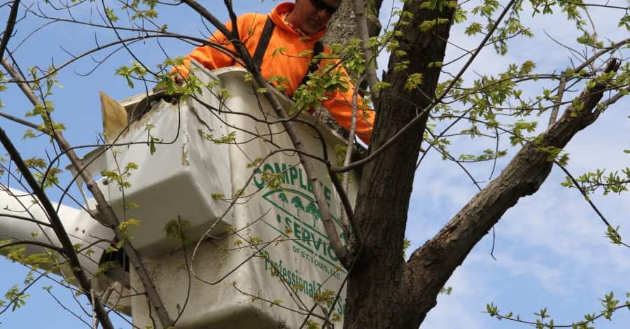 Complete Tree Service team at work