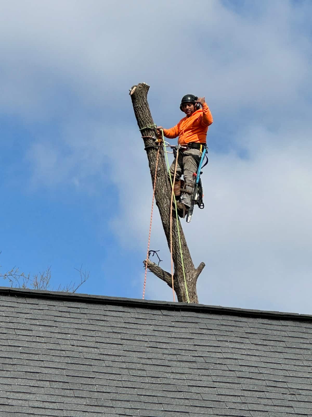 Certified arborist crew in St. Louis