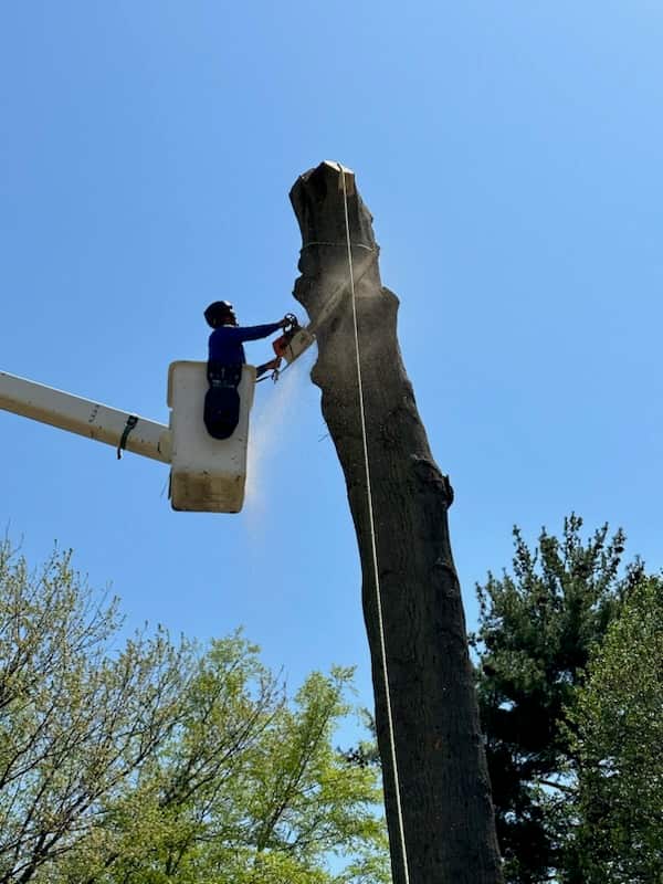 Tree service crew completing a job
