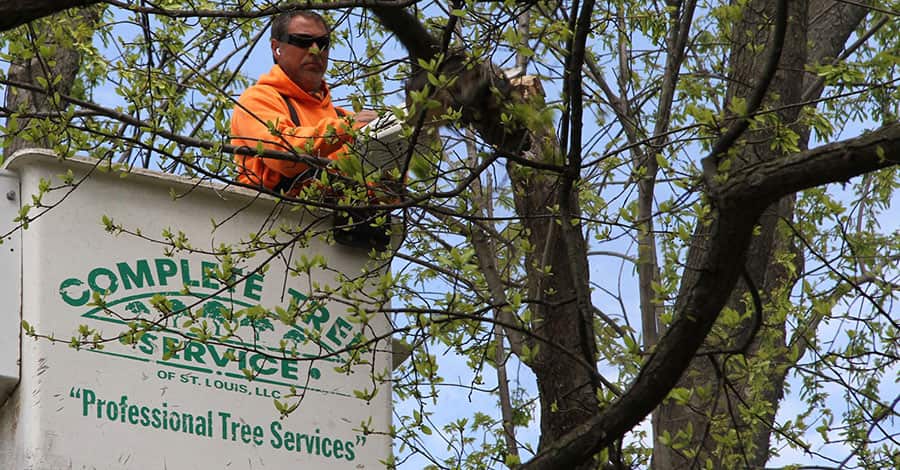 Completed tree removal project in St. Louis