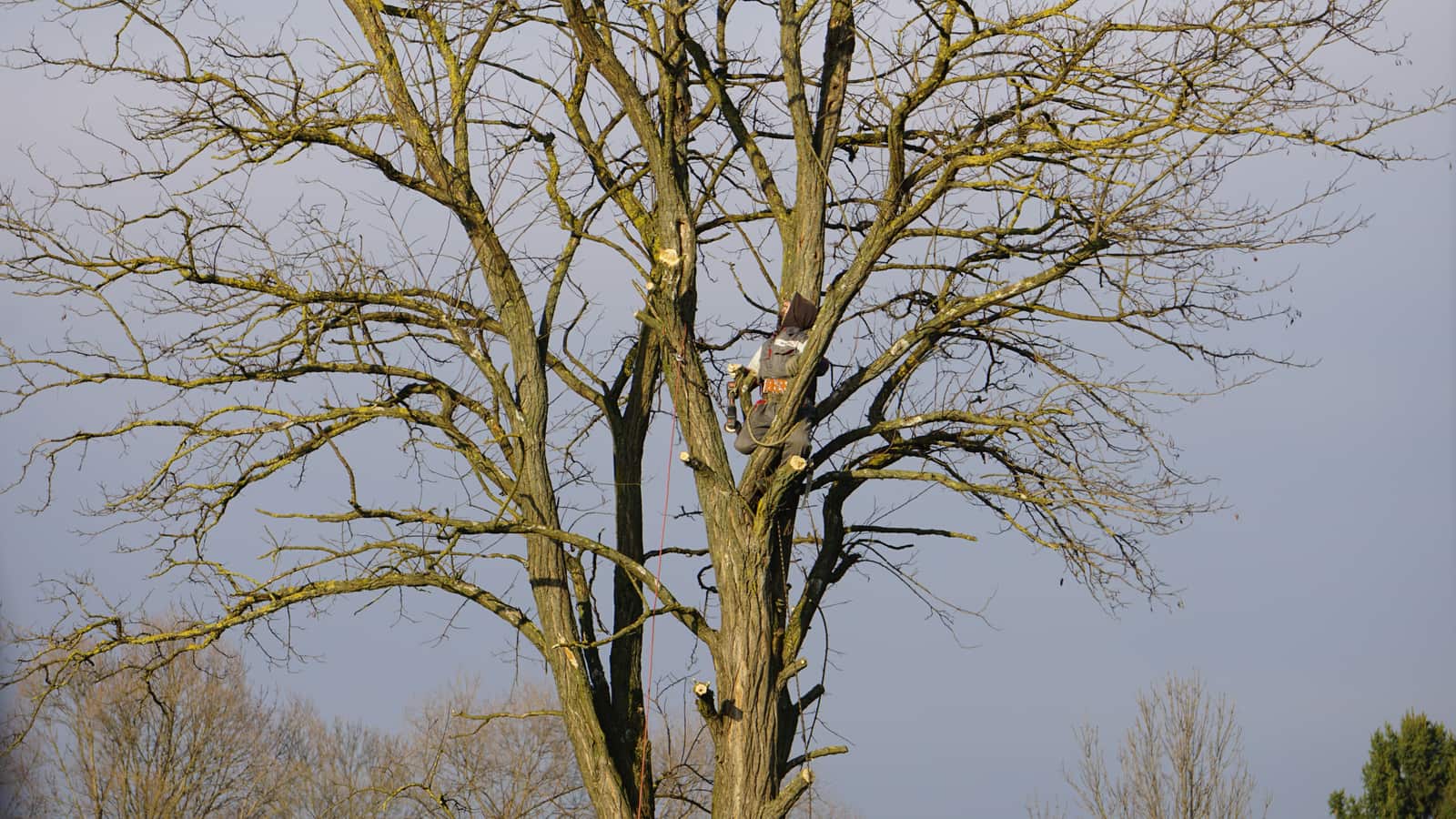 Crane and bucket truck tree service in St. Louis