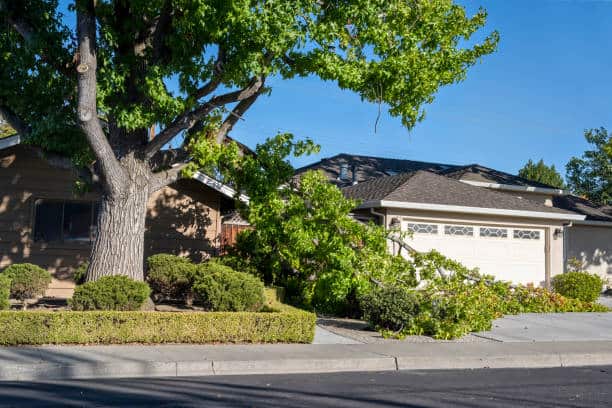 Emergency tree service in St. Louis