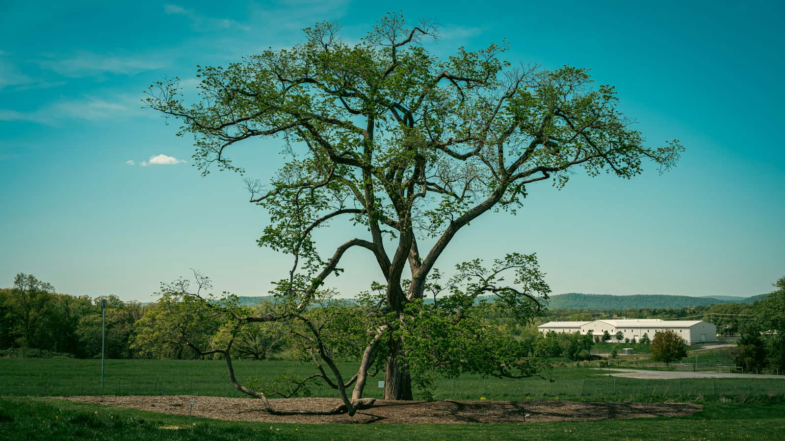 Firewood for sale from Complete Tree Service of St. Louis