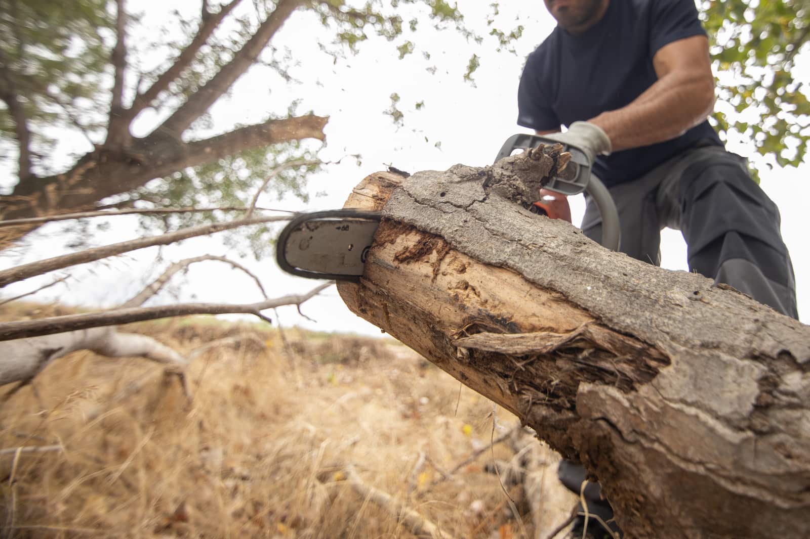 Tree removal in St. Louis