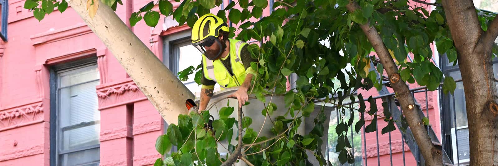 Tree trimming and pruning in St. Louis